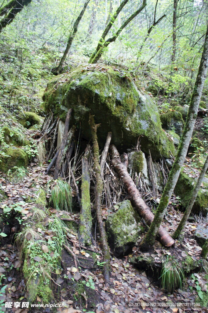 森林中盘根错节的苔藓老树