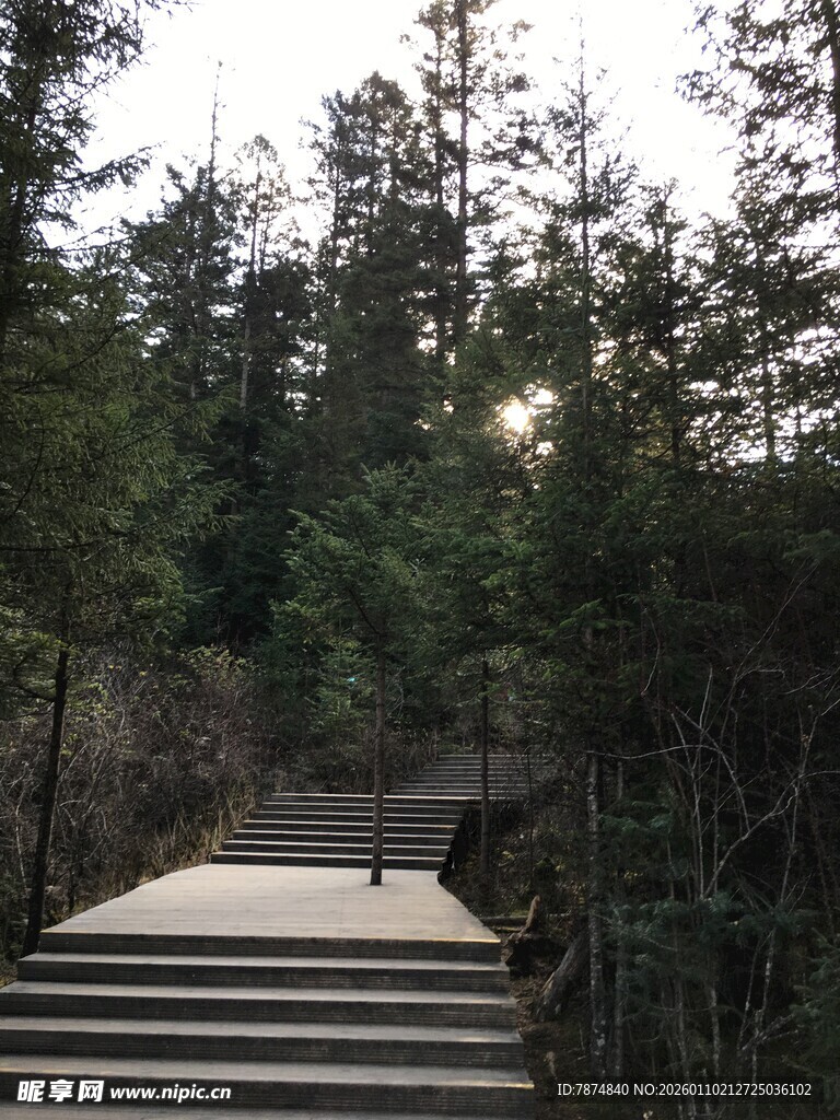 林间步道 漫步自然之境