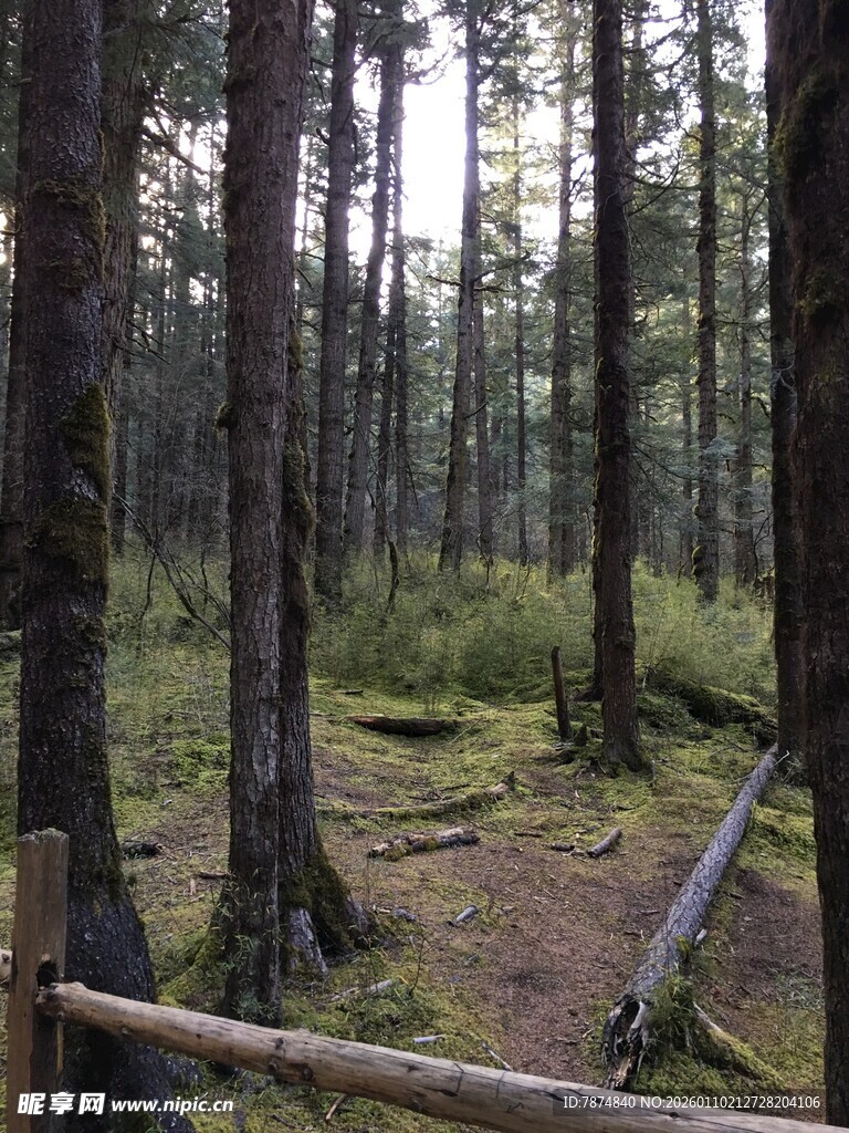 静谧森林中的木质围栏小径