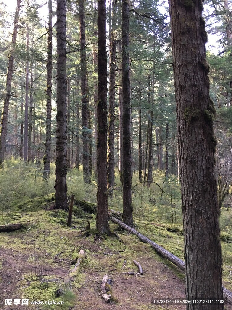 静谧森林中的自然景象