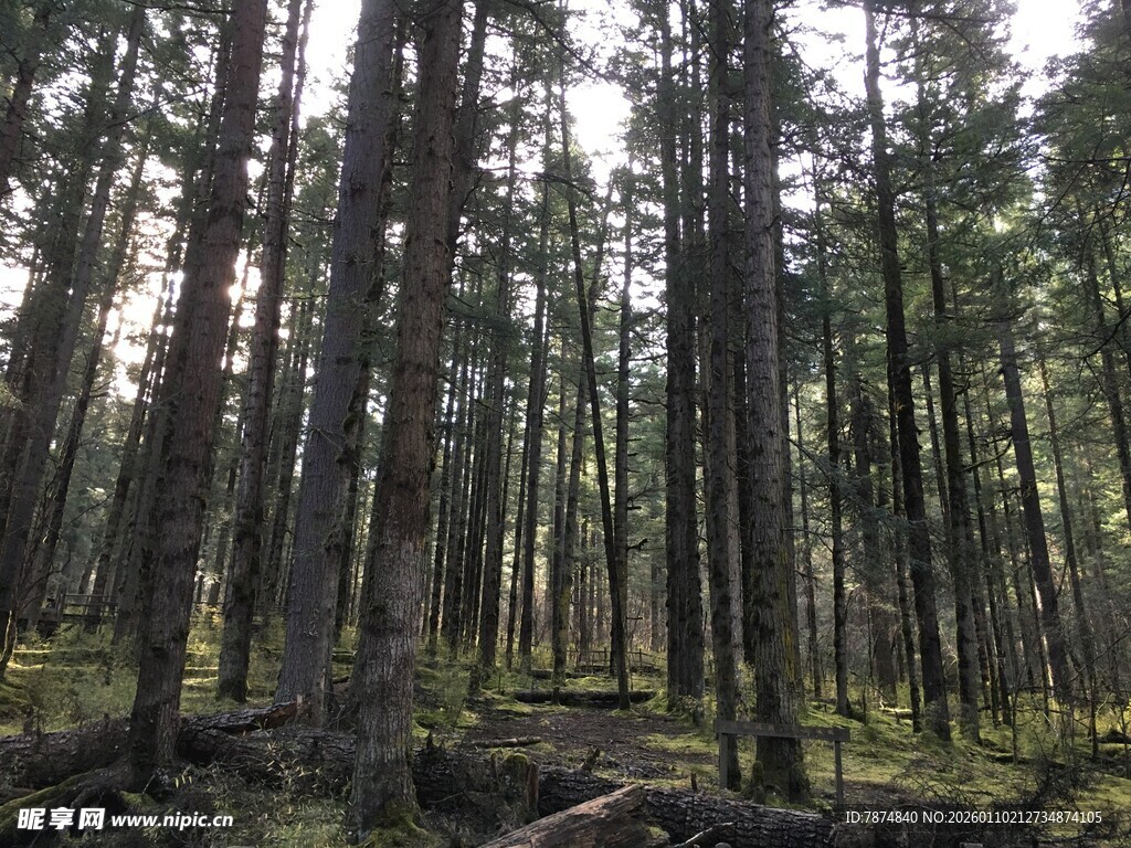 茂密森林中的挺拔树木