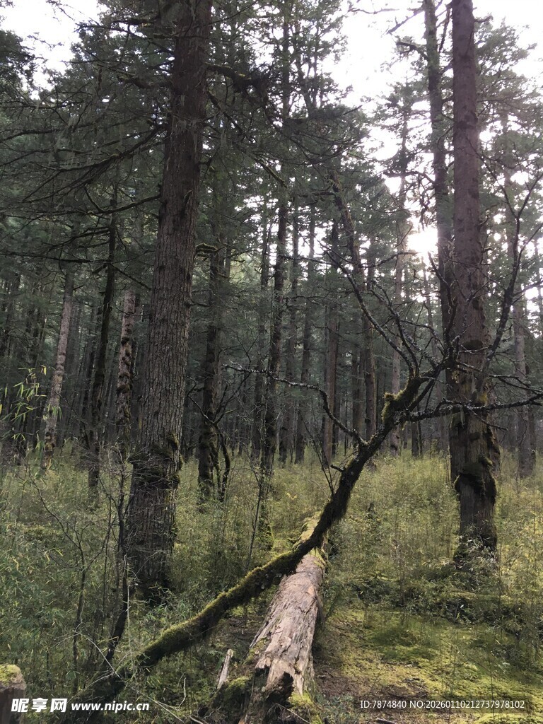森林中倒下的枯木