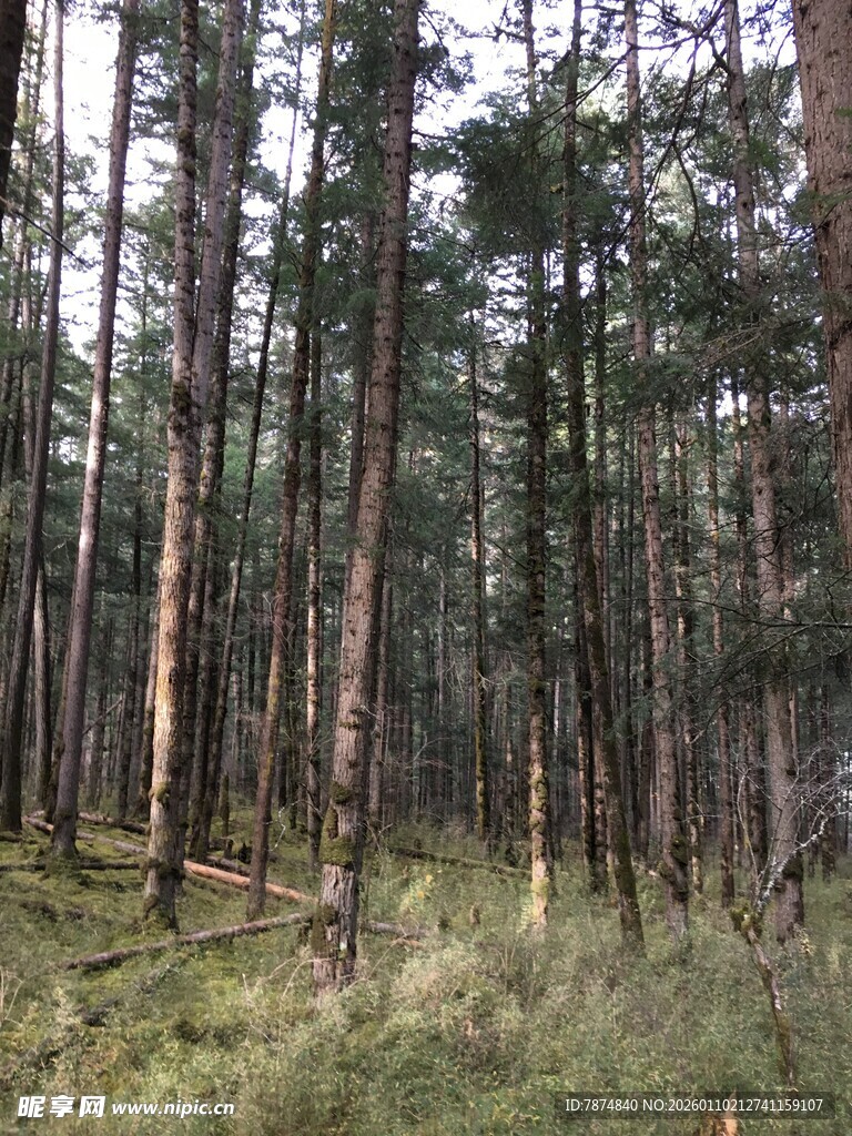 茂密松树林景观