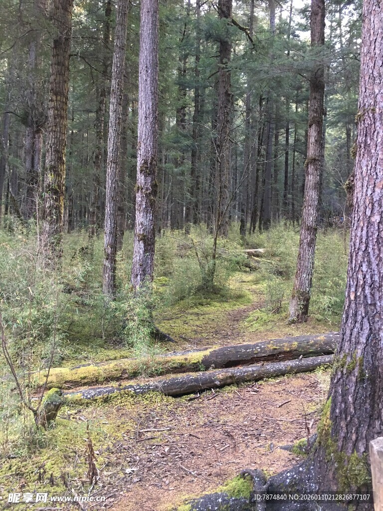森林中的小径与倒地树木
