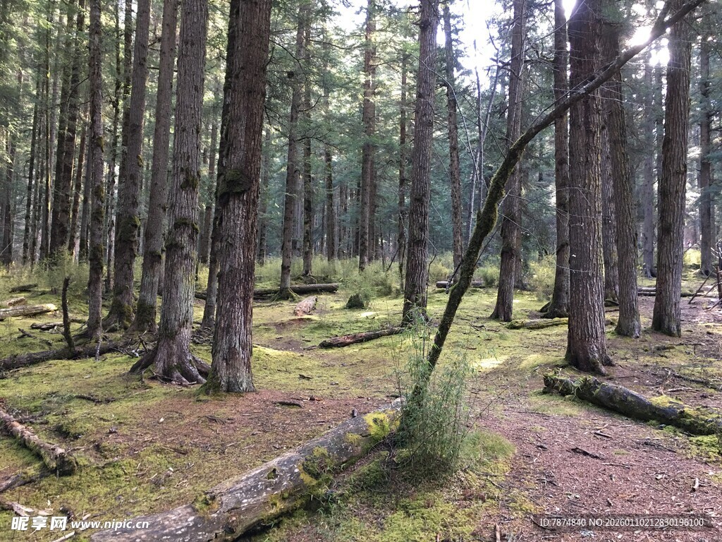 静谧森林中的自然景象