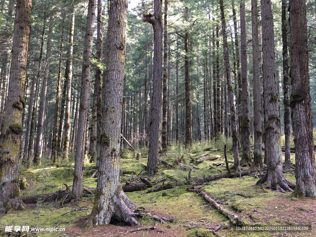静谧森林中的挺拔树木