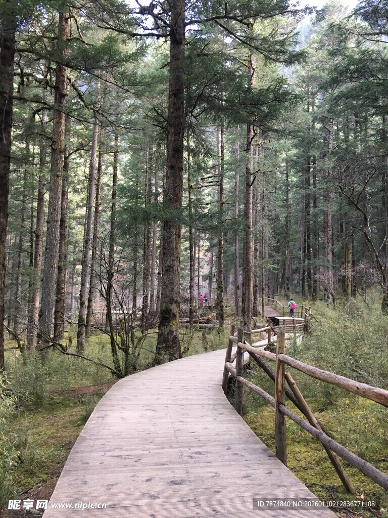 林间木栈道漫步景致
