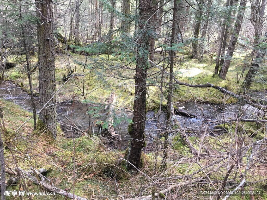 森林中的蜿蜒溪流