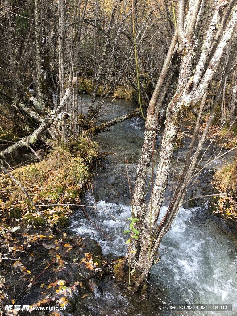 山间溪流穿林而过