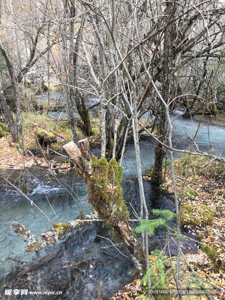 秋日林间潺潺溪流