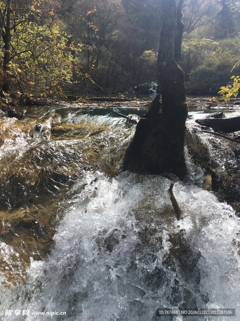 山间湍急溪流中的树木