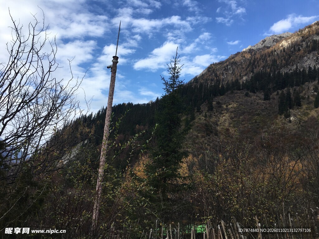 山间木杆与萧瑟树木景观