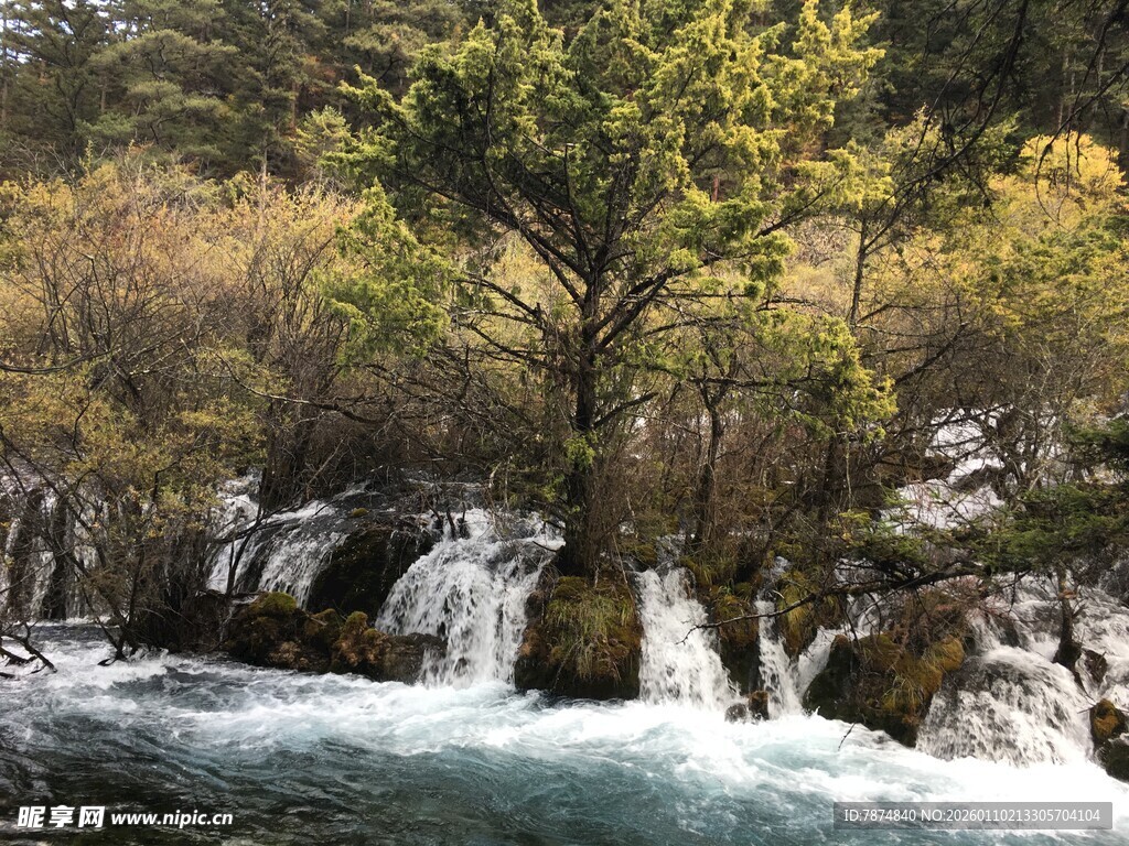 山间溪流旁的葱郁树木