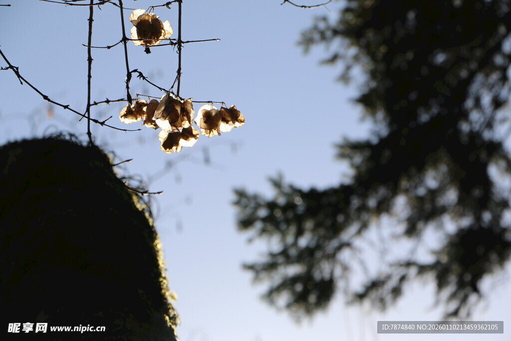 枝头枯叶映蓝天
