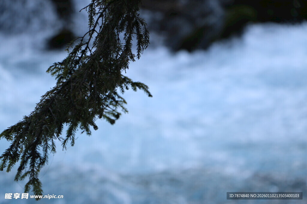 雪覆松枝的自然景致