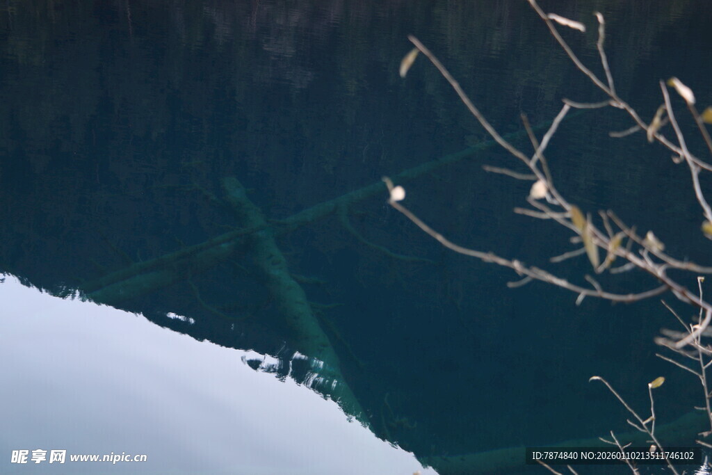 水面枯枝倒影景象