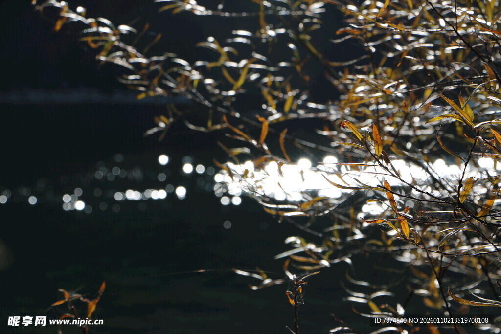 秋日树影下的粼粼波光