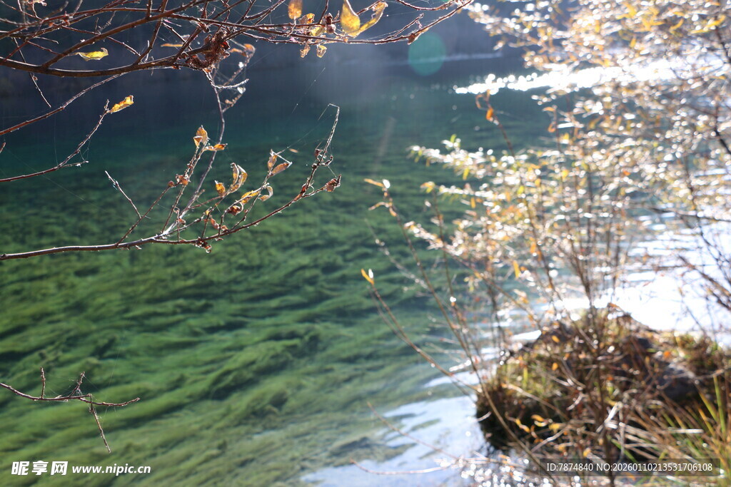 清澈湖水边的自然景致