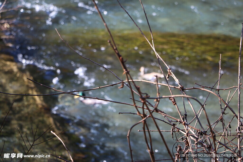 潺潺溪流中的灵动景象
