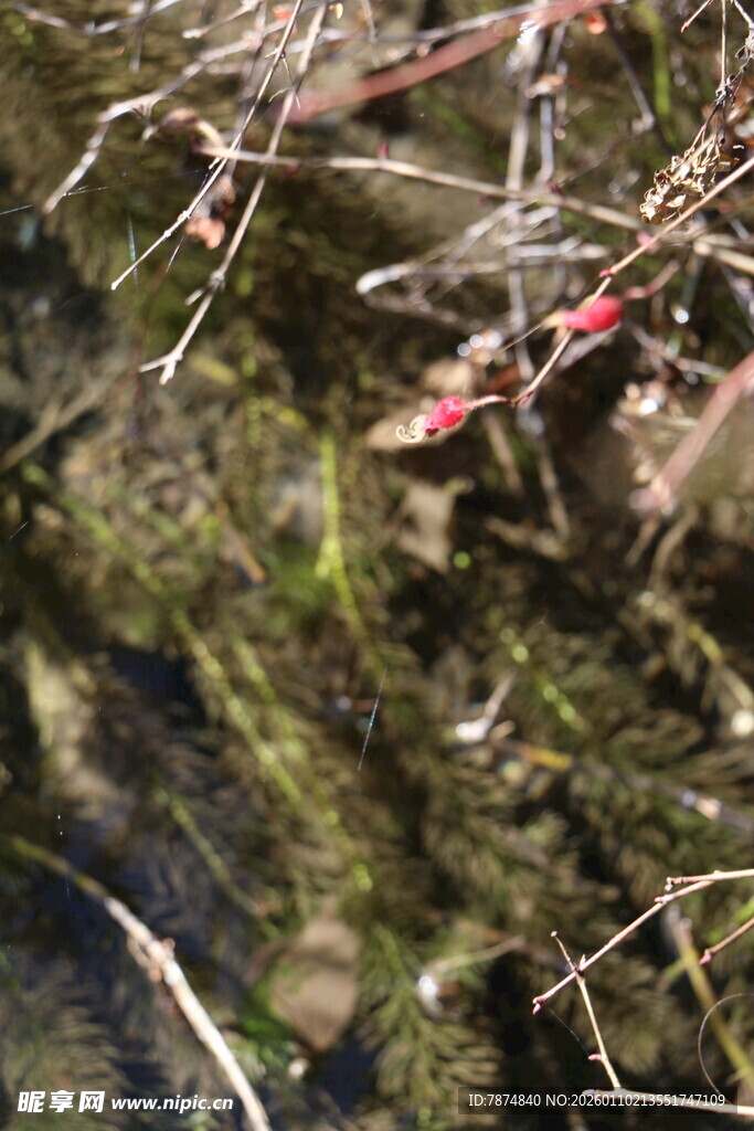 溪边带刺植物与水面倒影