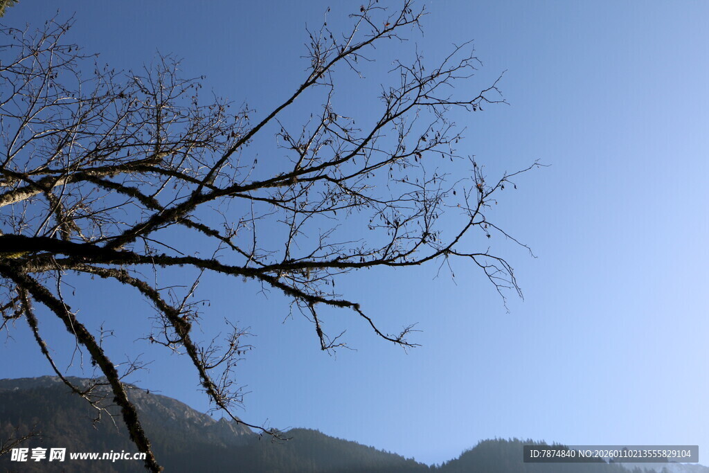蓝天枯枝远景