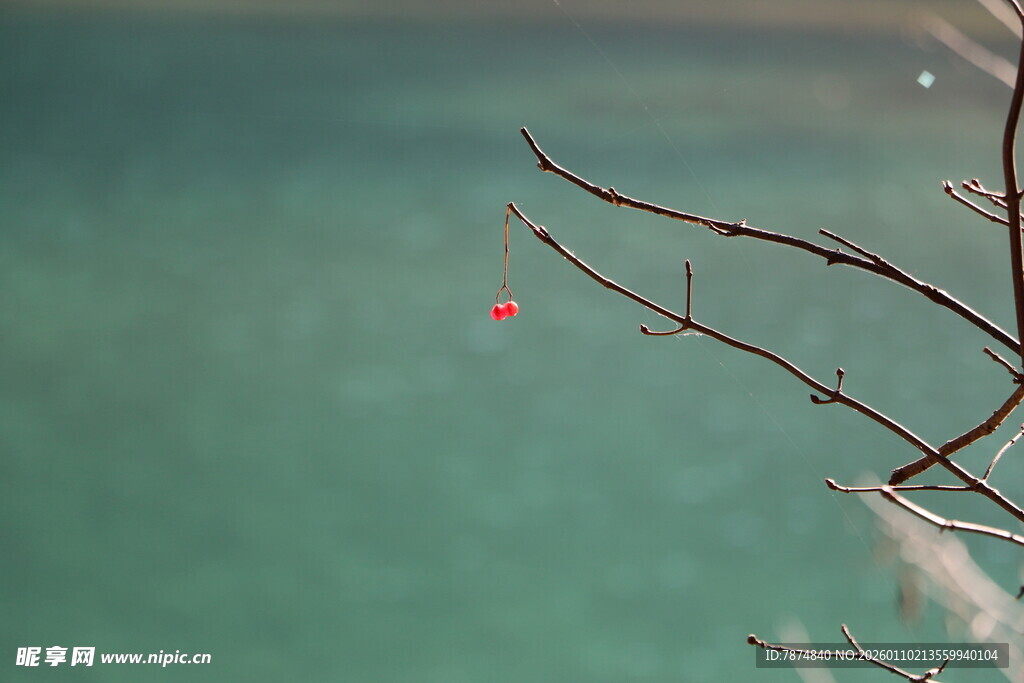 湖畔细枝挂红饰