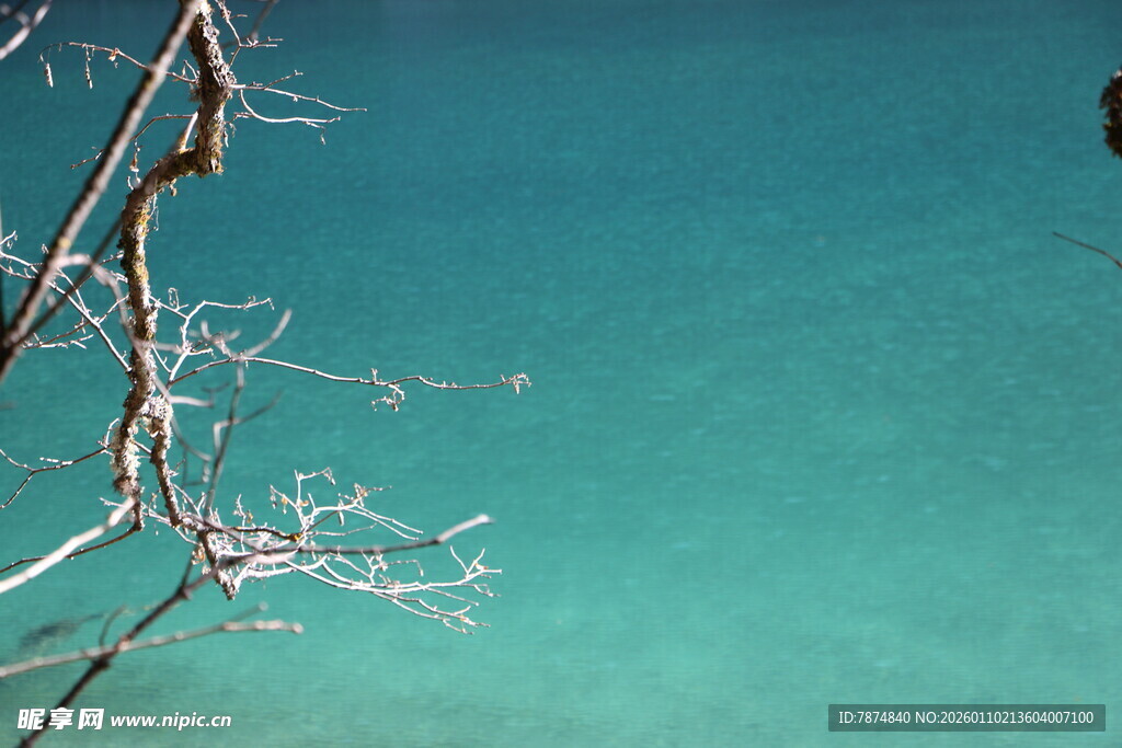 清澈湖水与枝头景象