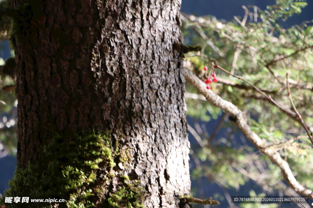 树干上的青苔与周边景致