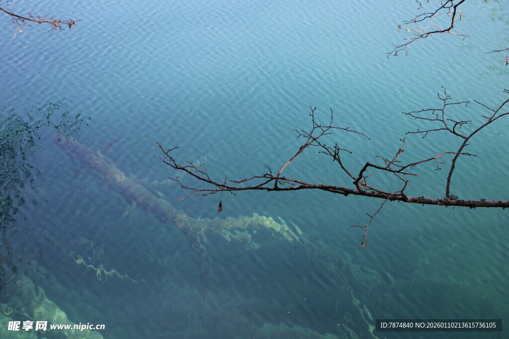 水下枯树枝的静谧景象