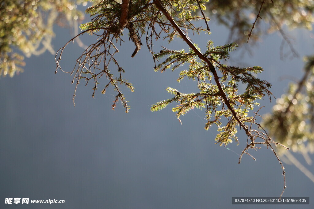 枝头新绿映蓝天