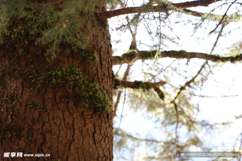 粗壮树干与伸展的树枝