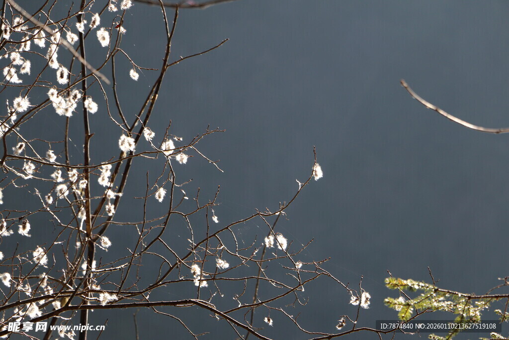 湖畔春花绽放枝头