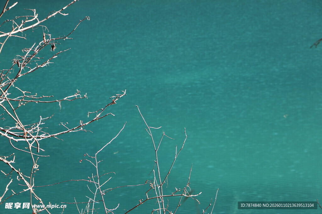 清澈湖水与岸边细枝