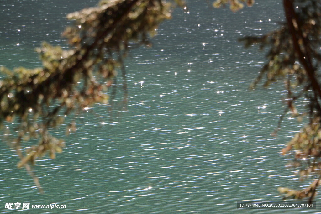 透过枝叶望碧波湖水