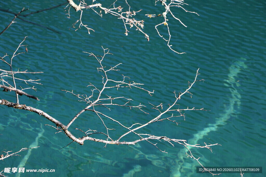 枯枝悬于碧蓝海水之上