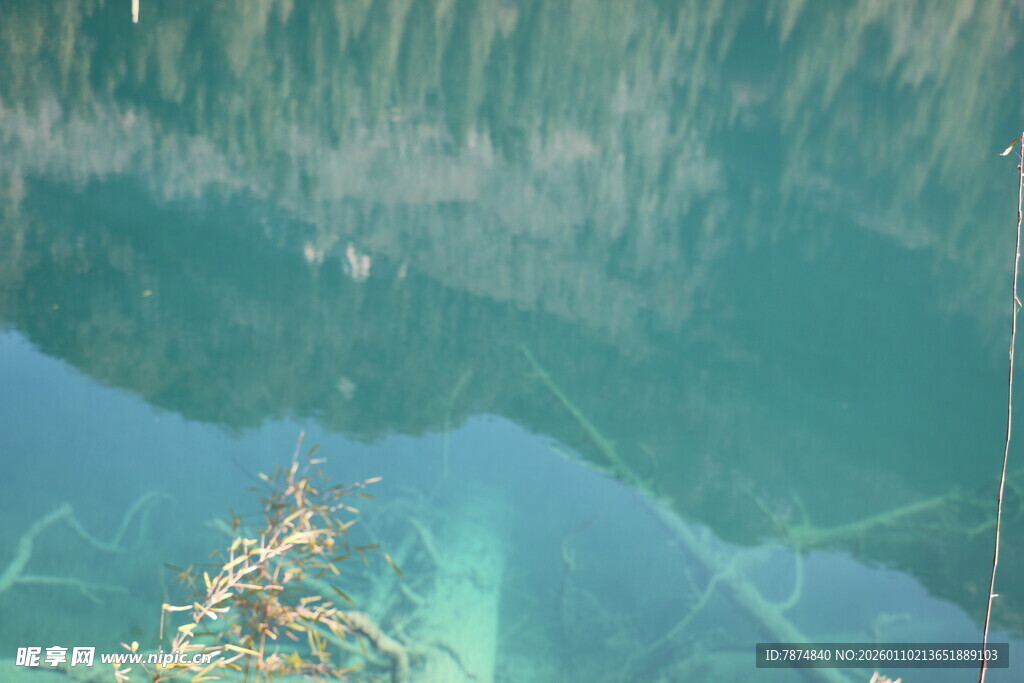 清澈水下的多彩海草景观