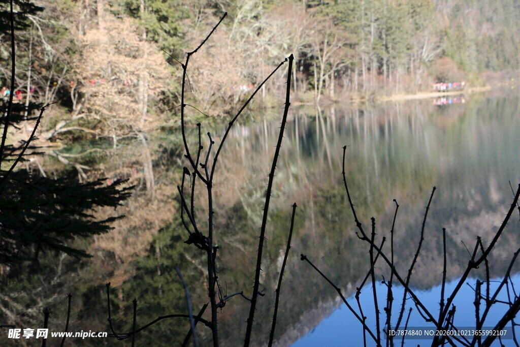 宁静湖畔的自然景致