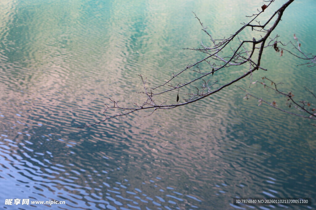 湖畔枯枝映水的静谧景致
