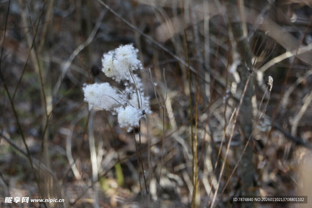 雪覆草丛中的白色植物