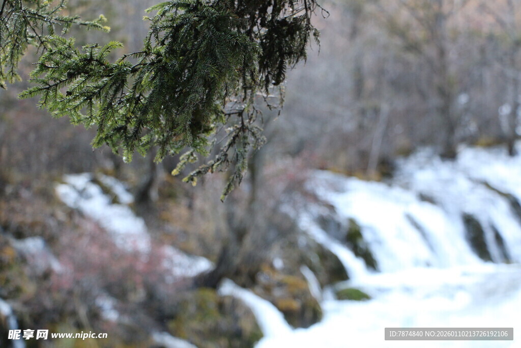 雪覆瀑布旁的松枝