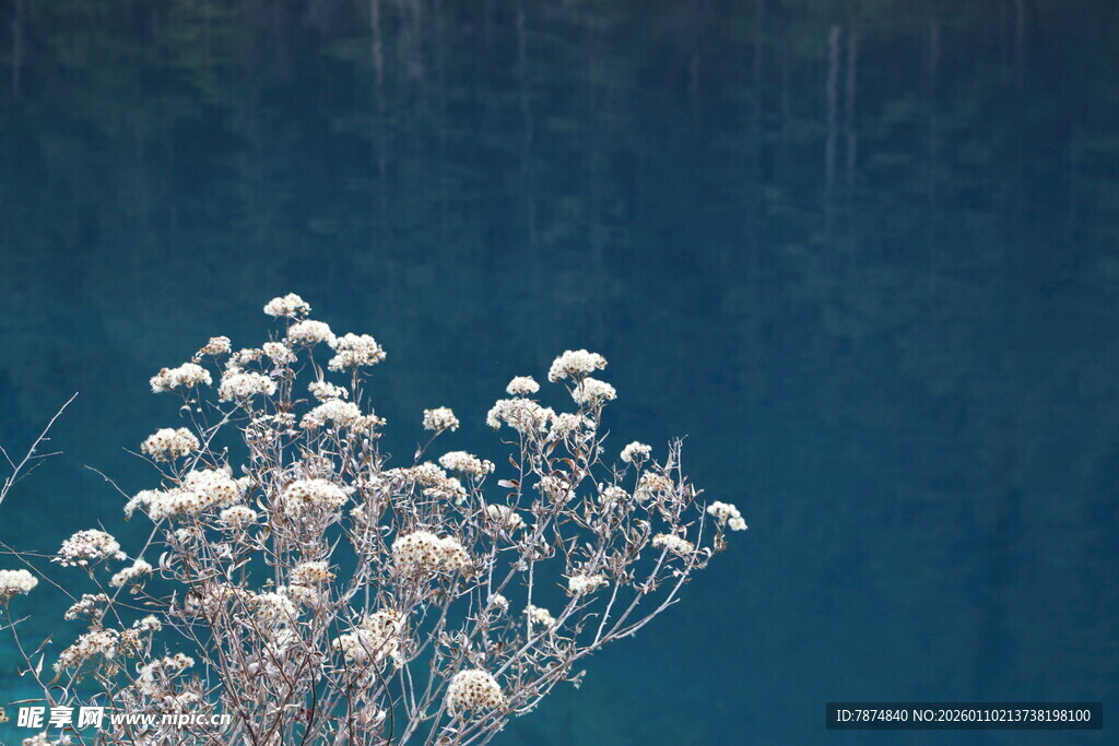 湖畔绽放的白色小花
