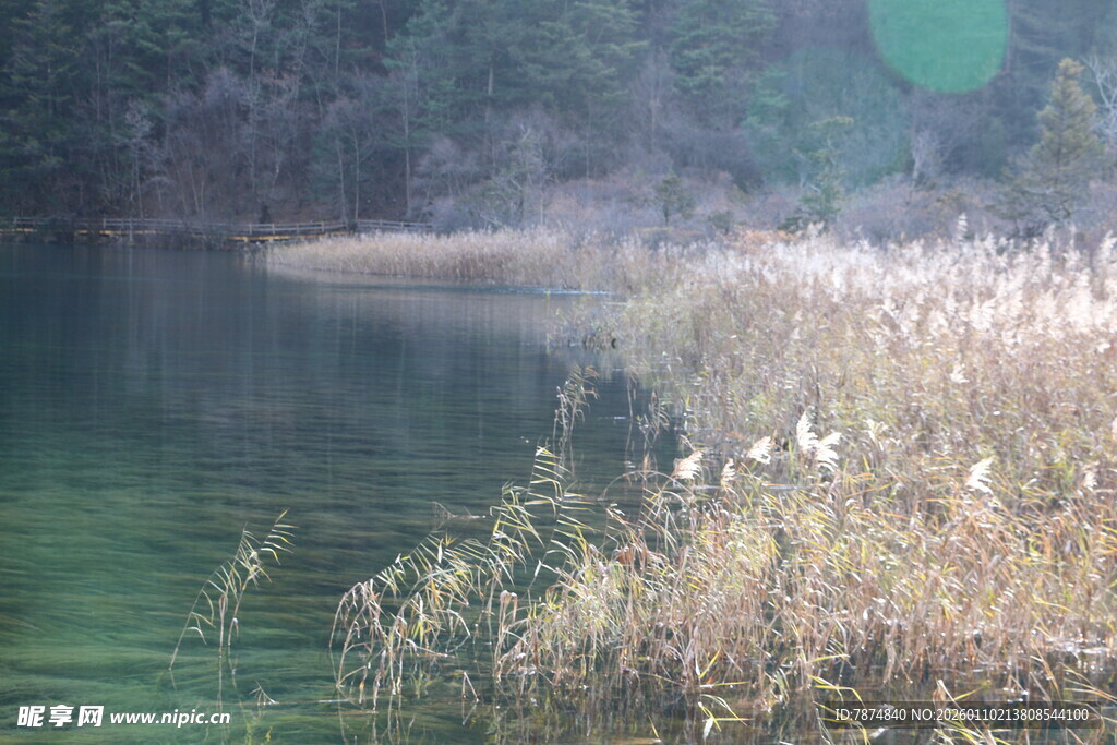 湖畔苇丛 静谧自然之景