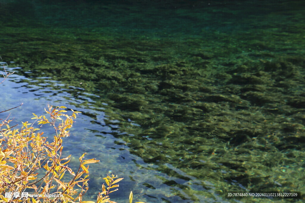 清澈湖水边的金黄植物
