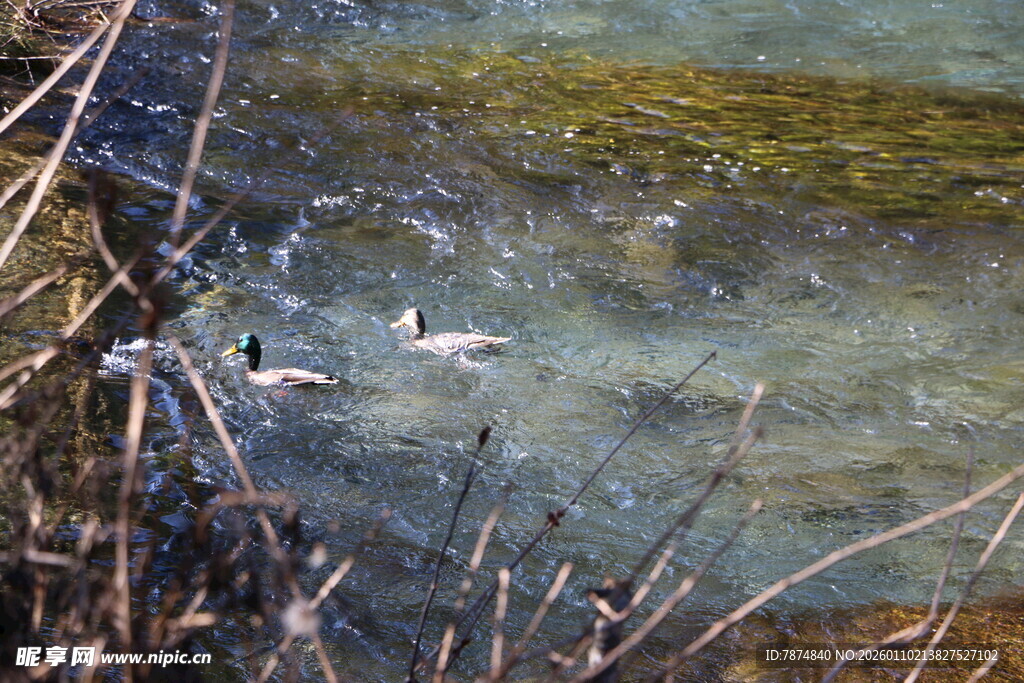 清澈水域中悠游的鸭子