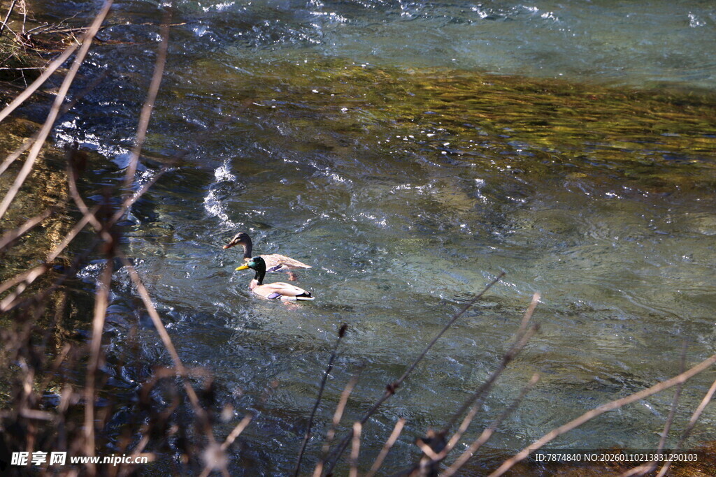 水中游弋的鸭子