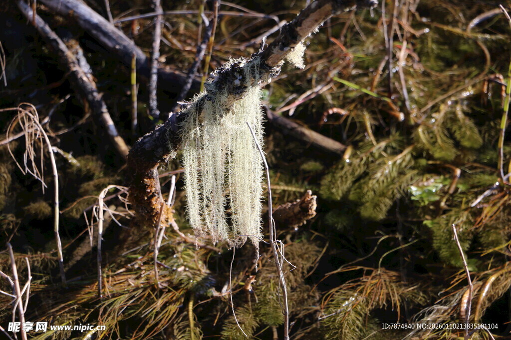 树枝上的白色丝状物体
