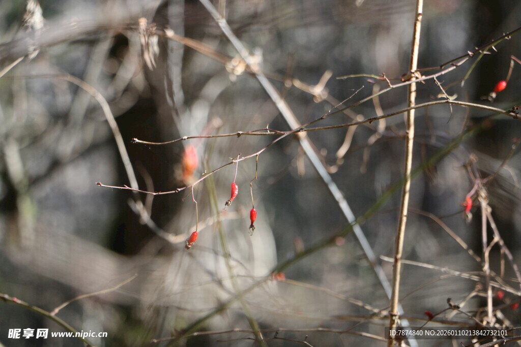 枝头栖息的小鸟