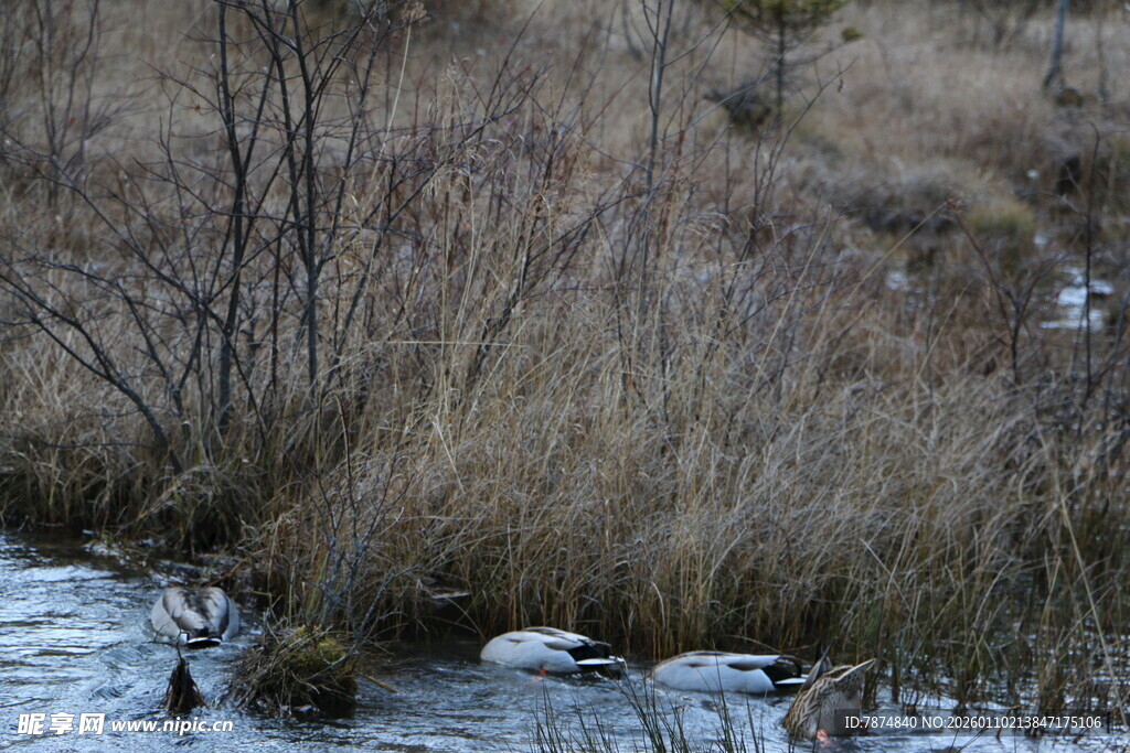 冬日溪边枯萎的杂草