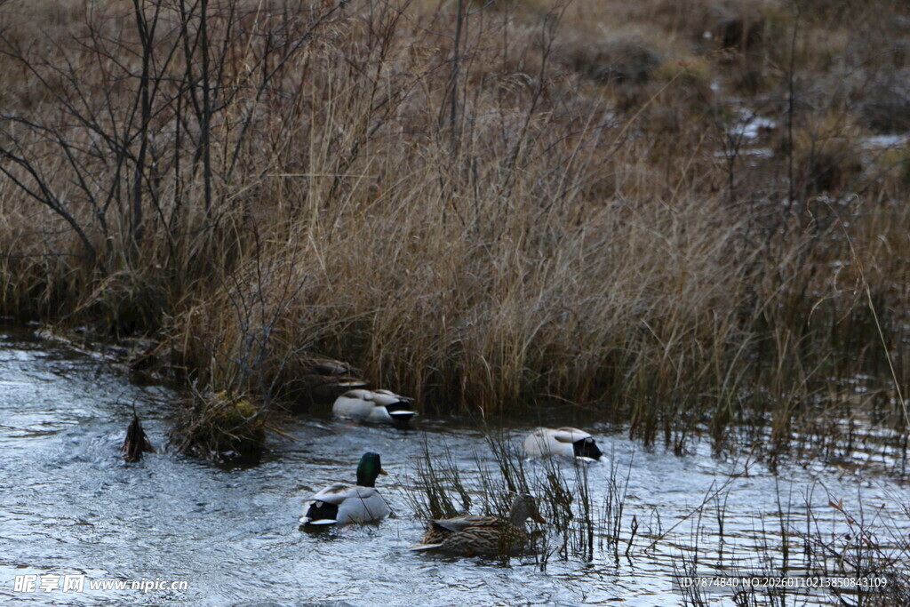 冬日湿地野鸭嬉戏场景