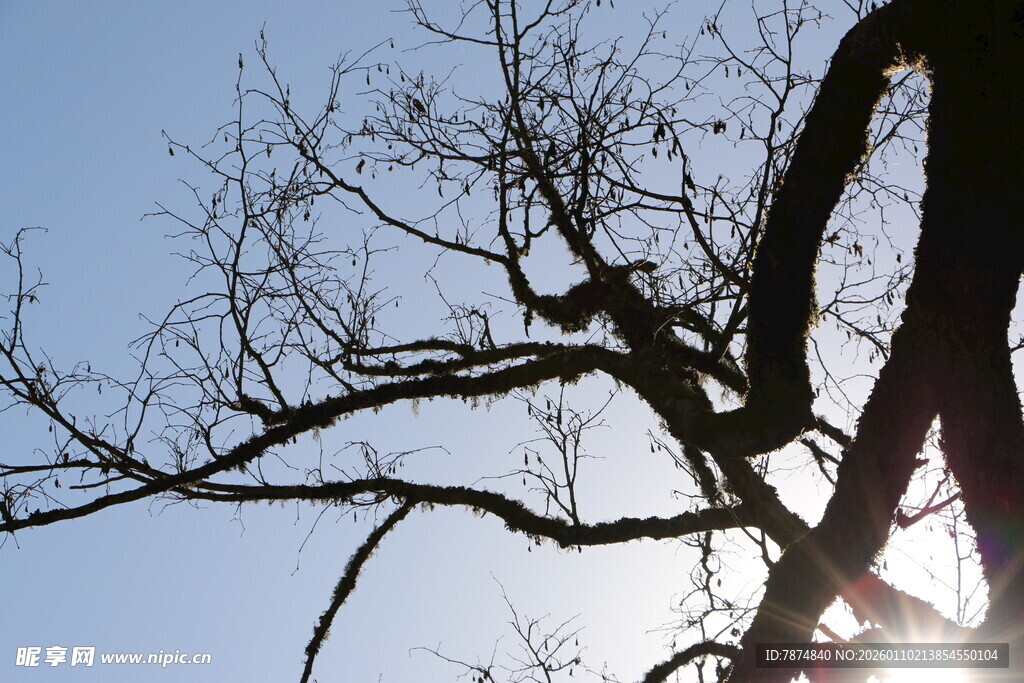 逆光下的光秃树枝剪影
